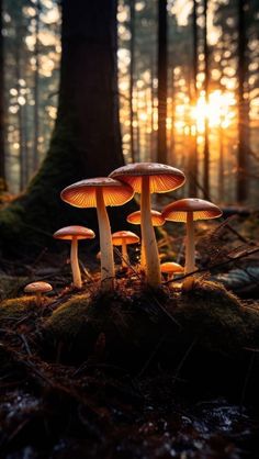 Fall Plant Aesthetic, Autumn Mushroom Aesthetic, Funghi Aesthetic, Mushroom Cottagecore Aesthetic, Champignon Aesthetic, Autumn Drawing Aesthetic, Dark Mushroom Aesthetic, Fall Mushroom Wallpaper, Earthy Photos