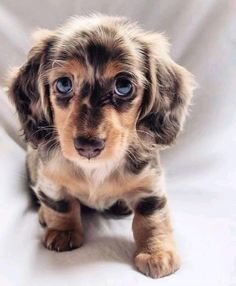 a small brown and black dog sitting on top of a white sheet with blue eyes