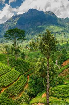 a lush green hillside covered in lots of trees and bushes with mountains in the background