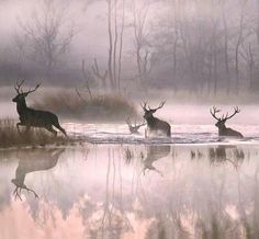 three deer are running through the water in front of some foggy trees and bushes