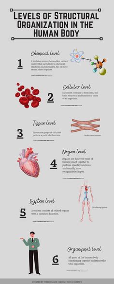 Levels of Structural Organization in the Human Body #organizationideas Levels Of Structural Organization, Level Of Organization Anatomy, Levels Of Organization In An Organism, Chemical Level Of Organization Notes, Level Of Organization Biology, Body Organization Human Anatomy, Levels Of Organization Anatomy, Life Processes Biology Notes Aesthetic, Cell Tissue Organ Organ System Organism