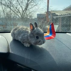 a small rabbit sitting on the dashboard of a car with a colorful pinwheel in it's ear