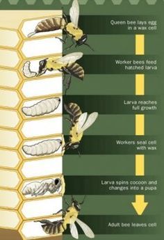 the life cycle of bees and honeybees is shown in this diagram, which shows how