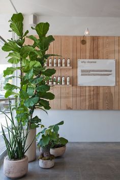 three potted plants sitting on top of a table