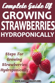 the complete guide to growing strawberries hydroponically