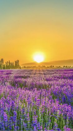 the sun is setting over a field full of purple flowers