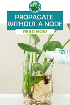 a vase filled with water and plants next to a sign that reads propagate without a node read now