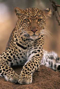 a leopard laying on top of a dirt hill