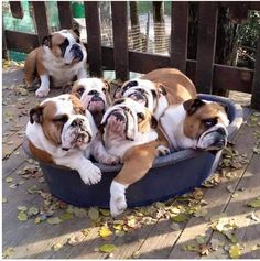 four dogs are laying down in a dog bed