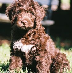 a brown puppy sitting in the grass next to a park bench on a sunny day