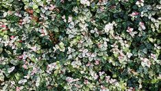 green and white plants with pink flowers growing on them