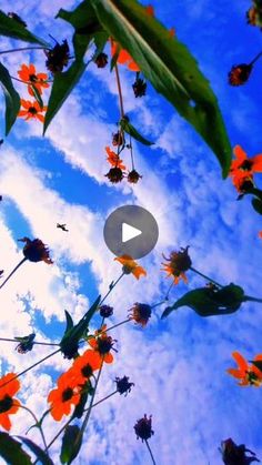 the sky is filled with orange flowers and green leaves