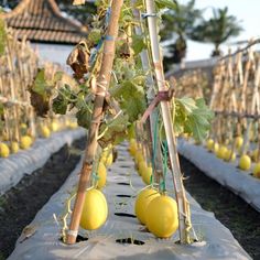 a row of plants with yellow fruit growing on them