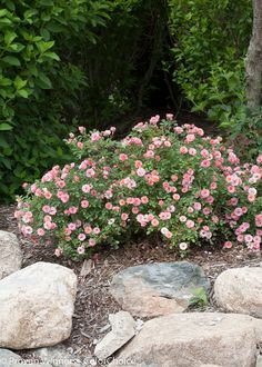 pink flowers blooming in the middle of a rock garden