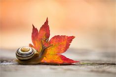 a snail is sitting on top of a leaf