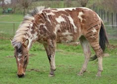 a brown and white spotted horse grazing on grass