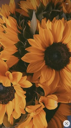 a vase filled with lots of yellow sunflowers