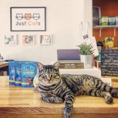 a cat laying on top of a wooden counter