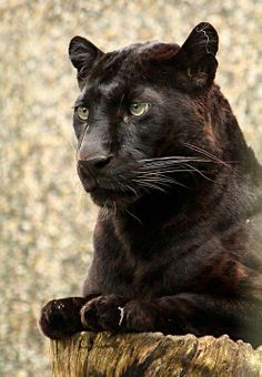 a black cat sitting on top of a tree stump looking off into the distance with its eyes wide open