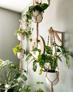 some plants are hanging on the wall and there is no image here to provide a caption for