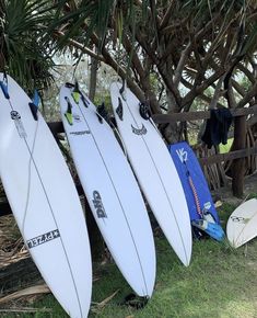 three surfboards are lined up against a tree