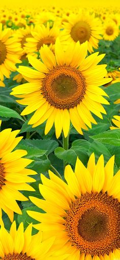 a field full of yellow sunflowers with green leaves