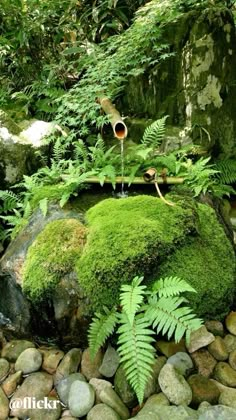 a moss covered rock in the middle of a forest filled with plants and rocks,