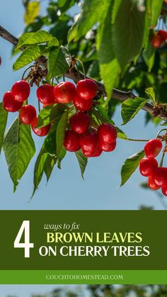 brown leaves on cherry tree Soil Ph