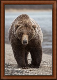 a large brown bear standing on top of a beach next to the ocean in front of a body of water