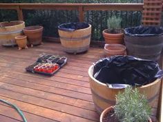 several potted plants on a wooden deck