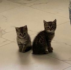 two kittens are sitting on the floor next to each other and looking at the camera