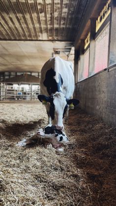 a black and white cow standing inside of a barn next to dry grass on the ground