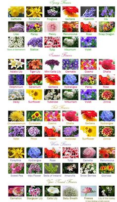 an image of flowers that are in different colors and sizes, with the names below them