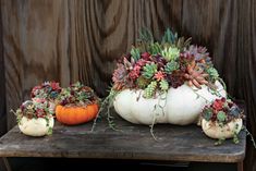 three white pumpkins with succulents and plants in them on a table