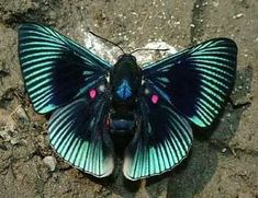 a blue and black butterfly sitting on the ground