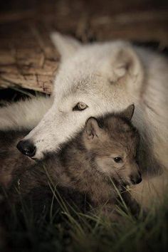 an adult wolf laying next to a baby wolf