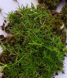 some green plants that are laying on the ground