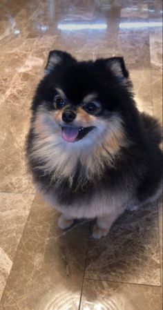 a small black and brown dog sitting on top of a tile floor