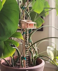 a house plant in a pot with lots of green leaves on the top and bottom