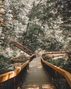 a wooden walkway in the middle of a forest