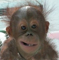 a close up of a monkey with hair on it's head and smiling at the camera