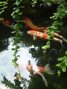 several koi fish swimming in a pond surrounded by greenery