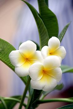 two white and yellow flowers with green leaves