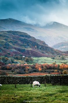 two horses grazing in a field with mountains in the background