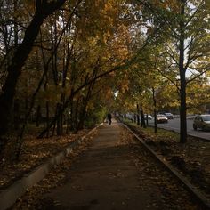 a person walking down a tree lined street in the fall with leaves on the ground