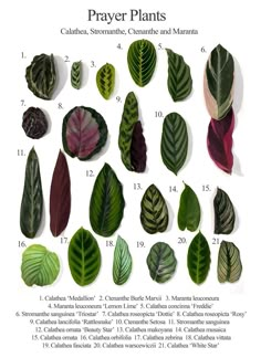 the different types of leaves are shown on this page, with numbers in each section