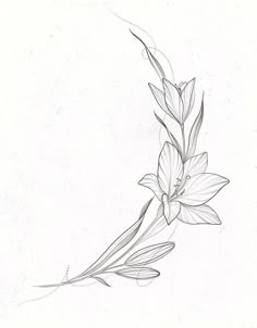 a pencil drawing of a flower on a white background