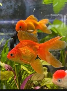 two goldfish swimming in an aquarium next to plants