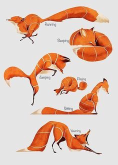 an orange fox poster with different positions and names on the front, side, and back