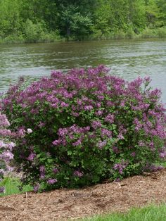 Shrub Plants|Syringa - Bloomerang Dark Purple Reblooming Lilac 3 Reblooming Lilac, Bloomerang Lilac, Proven Winners Plants, Lilac Bushes, Buy Plants Online, Purple Plants, Blue And Purple Flowers, Proven Winners, Summer Plants